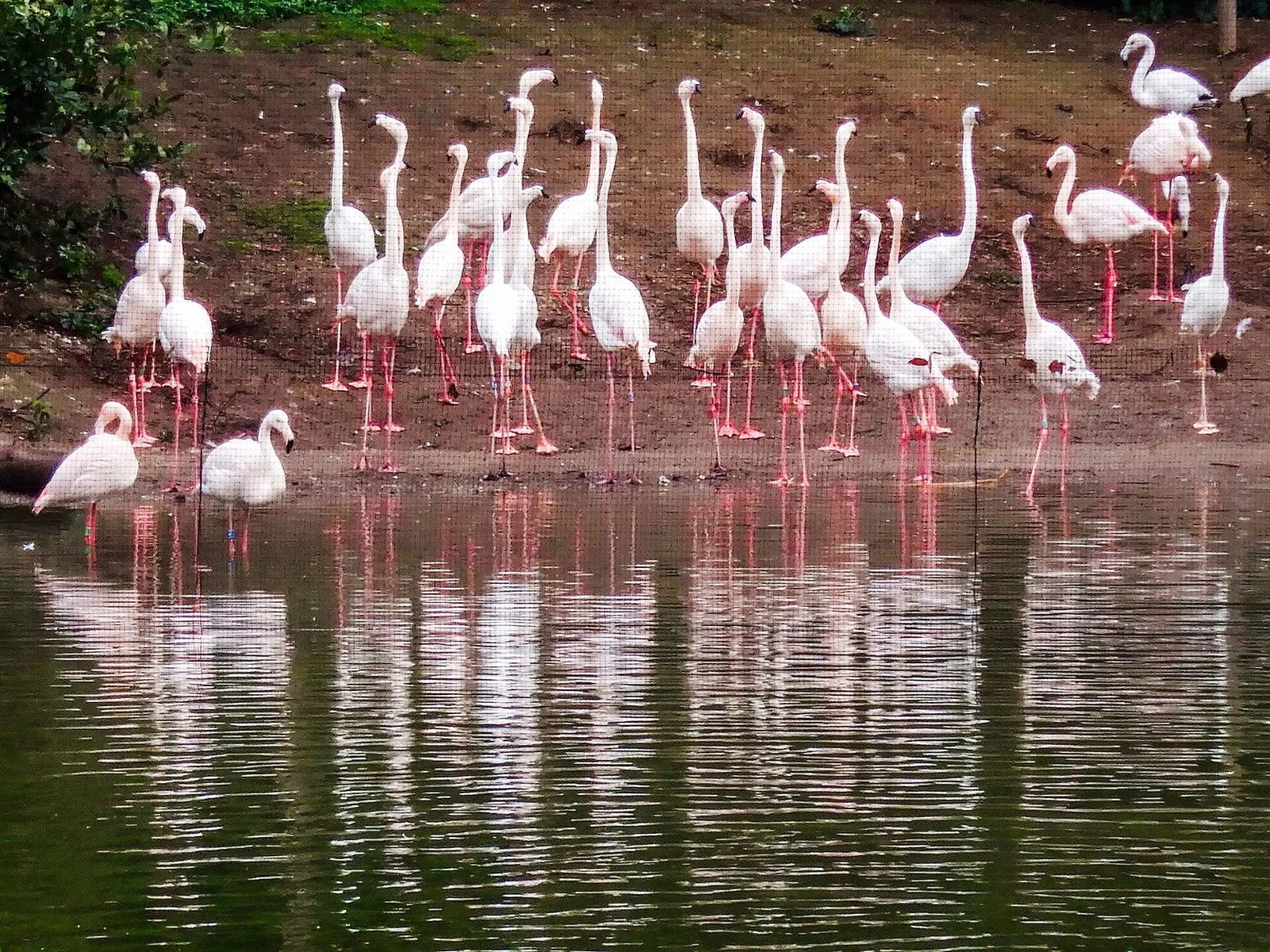 Un gruppo di fenicotteri rosa in piedi sulla riva di uno specchio d'acqua al Bioparco di Roma, con le sagome bianche e rosa riflesse nell'acqua scura